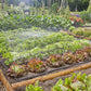 Gardena Micro-Drip-System Tropfbewässerung Set Gemüse-/Blumenbeet (40 m²) (13450-20)
