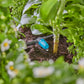 Gardena Micro-Drip-System Regulierbarer Reihentropfer 0-15 l/h - Inhalt: 10 Reihentropfer, 1 Verschlusskappe (13315-20)