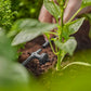 Gardena Micro-Drip-System Reihentropfer druckausgleichend 2 l/h - Inhalt: 10 Reihentropfer, 1 Verschlusskappe (13312-20) (8311-20)