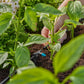 Gardena Micro-Drip-System Reihentropfer 2 l/h - Inhalt: 10 Reihentropfer, 1 Verschlusskappe, 1 Reinigungsnadel (13317-20) (8343-20)