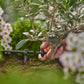 Gardena Micro-Drip-System Endkleinflächendüse - Inhalt: 10 Stück (13306-20)